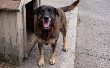 JUSTIÇA DETERMINA REMOÇÃO DE CONTEÚDOS QUE IDENTIFICAM ADOLESCENTES NO CASO DA MORTE DO CÃO ORELHA