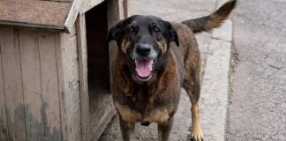 CASO ORELHA: QUANDO A INDIGNAÇÃO VIRA ACUSAÇÃO