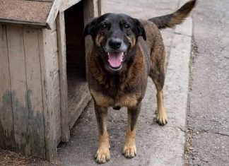 CASO ORELHA: QUANDO A INDIGNAÇÃO VIRA ACUSAÇÃO