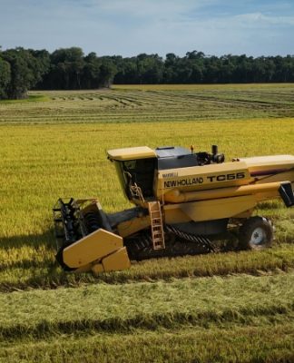 RIZICULTURA EM ALERTA: CRISE PODE GERAR PREJUÍZO DE ATÉ R$ 500 MILHÕES EM SC