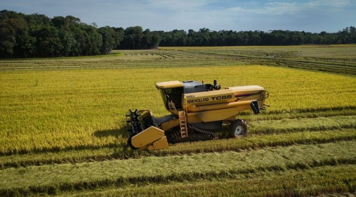 RIZICULTURA EM ALERTA: CRISE PODE GERAR PREJUÍZO DE ATÉ R$ 500 MILHÕES EM SC