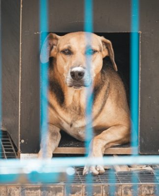 CASO DO CÃO ORELHA REFORÇA PROTAGONISMO DO PARLAMENTO CATARINENSE NA PROTEÇÃO ANIMAL
