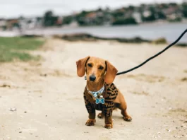 FLORIANÓPOLIS LIBERA CÃES EM DUAS PRAIAS COM REGRAS E HORÁRIOS DEFINIDOS