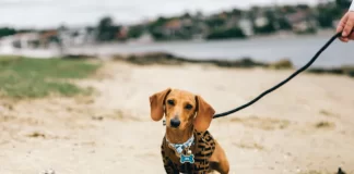 FLORIANÓPOLIS LIBERA CÃES EM DUAS PRAIAS COM REGRAS E HORÁRIOS DEFINIDOS