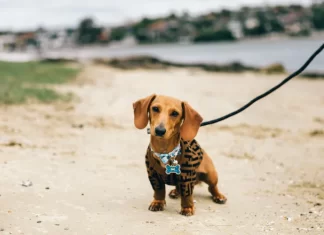 FLORIANÓPOLIS LIBERA CÃES EM DUAS PRAIAS COM REGRAS E HORÁRIOS DEFINIDOS
