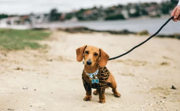FLORIANÓPOLIS LIBERA CÃES EM DUAS PRAIAS COM REGRAS E HORÁRIOS DEFINIDOS