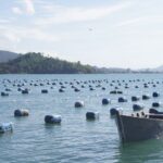 GOVERNO DE SC CRIA CRÉDITO EMERGENCIAL PARA SALVAR PRODUÇÃO DE OSTRAS E PROTEGER CADEIA ECONÔMICA DO LITORAL