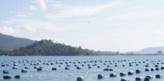 GOVERNO DE SC CRIA CRÉDITO EMERGENCIAL PARA SALVAR PRODUÇÃO DE OSTRAS E PROTEGER CADEIA ECONÔMICA DO LITORAL