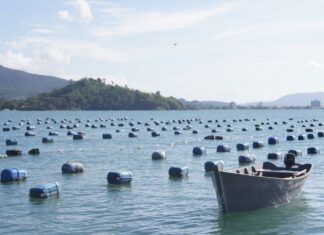 GOVERNO DE SC CRIA CRÉDITO EMERGENCIAL PARA SALVAR PRODUÇÃO DE OSTRAS E PROTEGER CADEIA ECONÔMICA DO LITORAL