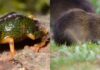SC: PARQUE ESTADUAL DA SERRA DO TABULEIRO ABRIGA O PREÁ-DE-MOLEQUES-DO-SUL, MAMÍFERO COM A MENOR DISTRIBUIÇÃO GEOGRÁFICA DO PLANETA