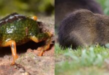 SC: PARQUE ESTADUAL DA SERRA DO TABULEIRO ABRIGA O PREÁ-DE-MOLEQUES-DO-SUL, MAMÍFERO COM A MENOR DISTRIBUIÇÃO GEOGRÁFICA DO PLANETA