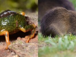 SC: PARQUE ESTADUAL DA SERRA DO TABULEIRO ABRIGA O PREÁ-DE-MOLEQUES-DO-SUL, MAMÍFERO COM A MENOR DISTRIBUIÇÃO GEOGRÁFICA DO PLANETA