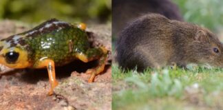 SC: PARQUE ESTADUAL DA SERRA DO TABULEIRO ABRIGA O PREÁ-DE-MOLEQUES-DO-SUL, MAMÍFERO COM A MENOR DISTRIBUIÇÃO GEOGRÁFICA DO PLANETA