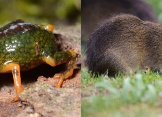 SC: PARQUE ESTADUAL DA SERRA DO TABULEIRO ABRIGA O PREÁ-DE-MOLEQUES-DO-SUL, MAMÍFERO COM A MENOR DISTRIBUIÇÃO GEOGRÁFICA DO PLANETA