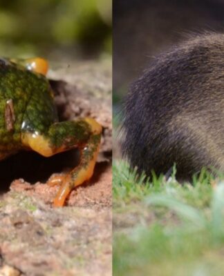 SC: PARQUE ESTADUAL DA SERRA DO TABULEIRO ABRIGA O PREÁ-DE-MOLEQUES-DO-SUL, MAMÍFERO COM A MENOR DISTRIBUIÇÃO GEOGRÁFICA DO PLANETA