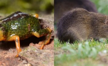 SC: PARQUE ESTADUAL DA SERRA DO TABULEIRO ABRIGA O PREÁ-DE-MOLEQUES-DO-SUL, MAMÍFERO COM A MENOR DISTRIBUIÇÃO GEOGRÁFICA DO PLANETA