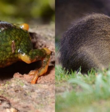 SC: PARQUE ESTADUAL DA SERRA DO TABULEIRO ABRIGA O PREÁ-DE-MOLEQUES-DO-SUL, MAMÍFERO COM A MENOR DISTRIBUIÇÃO GEOGRÁFICA DO PLANETA