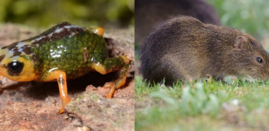 SC: PARQUE ESTADUAL DA SERRA DO TABULEIRO ABRIGA O PREÁ-DE-MOLEQUES-DO-SUL, MAMÍFERO COM A MENOR DISTRIBUIÇÃO GEOGRÁFICA DO PLANETA