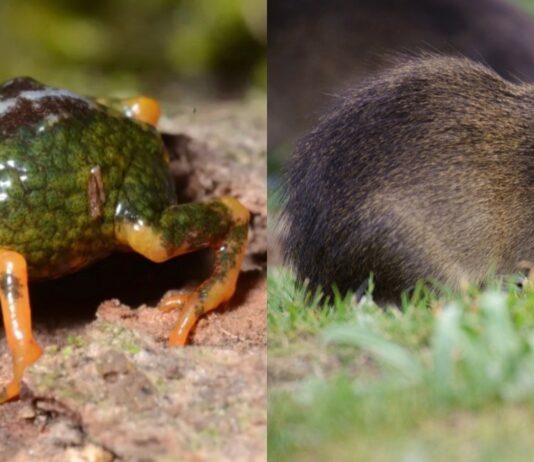 SC: PARQUE ESTADUAL DA SERRA DO TABULEIRO ABRIGA O PREÁ-DE-MOLEQUES-DO-SUL, MAMÍFERO COM A MENOR DISTRIBUIÇÃO GEOGRÁFICA DO PLANETA