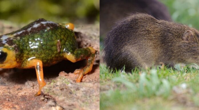 SC: PARQUE ESTADUAL DA SERRA DO TABULEIRO ABRIGA O PREÁ-DE-MOLEQUES-DO-SUL, MAMÍFERO COM A MENOR DISTRIBUIÇÃO GEOGRÁFICA DO PLANETA