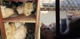 PARA PROTEGER ANIMAIS JUSTIÇA DETERMINA RETIRADA DE GATOS DE APARTAMENTO EM CONCÓRDIA APÓS AÇÃO DO MPSC