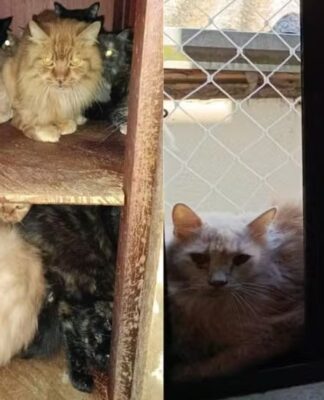 PARA PROTEGER ANIMAIS JUSTIÇA DETERMINA RETIRADA DE GATOS DE APARTAMENTO EM CONCÓRDIA APÓS AÇÃO DO MPSC