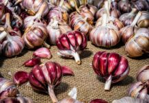 ALHO ROXO DO PLANALTO CATARINENSE CONQUISTA SELO NACIONAL E FORTALECE RENDA DE FAMÍLIAS RURAIS